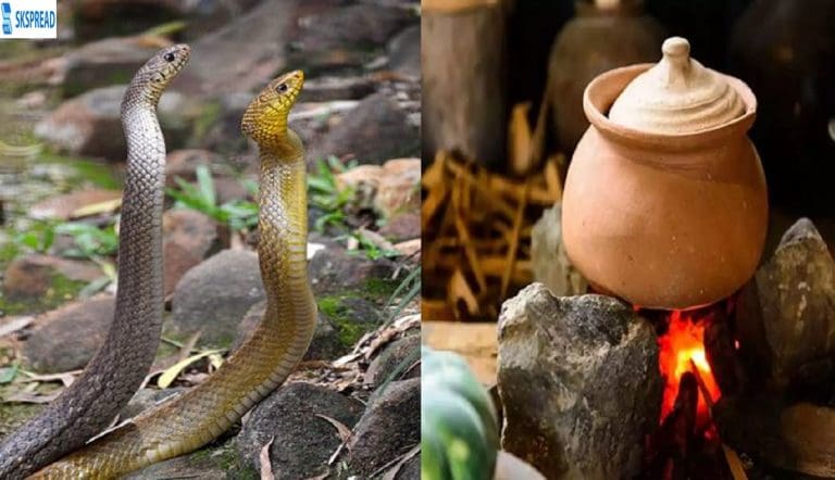சாரைப்பாம்பை கொன்று சமையல் செய்த இளைஞர் - கைது செய்து வனத்துறை நடவடிக்கை !