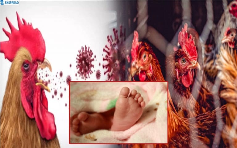 இந்தியாவில்  4 வயது குழந்தைக்கு அரிய வகை பறவைக் காய்ச்சல் பாதிப்பு - WHO வெளியிட்ட ஷாக்கிங் தகவல்!